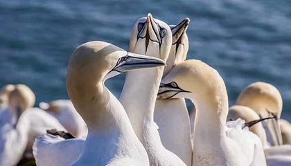 fb体育官网电脑版-那些我们熟悉的欧冠“绝杀场面”图片集，欧冠决赛爆冷