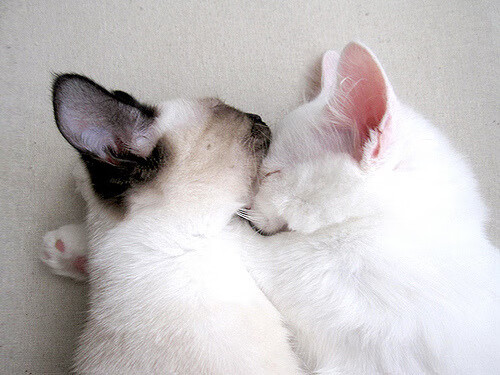 fb体育官网首页-国际足坛最新：女子比赛中的激烈竞争！，女子足球锦标赛