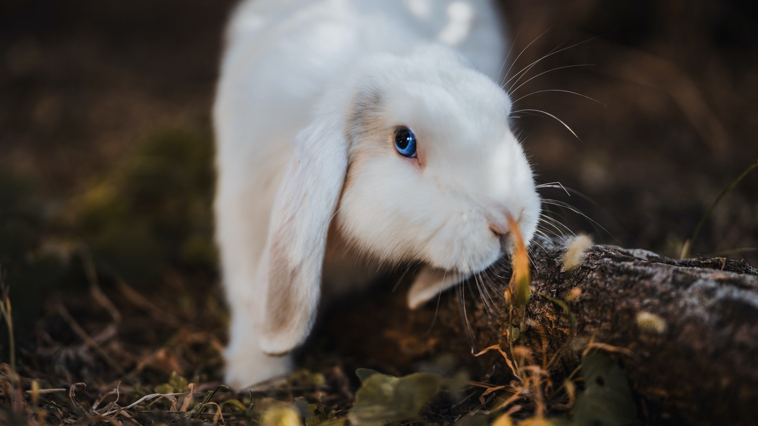 fb体育首页-配速调整在蝶泳比赛中的作用，蝶泳配合动作要领